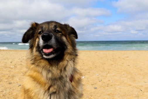 Cape Hatteras - Lily at the Beach